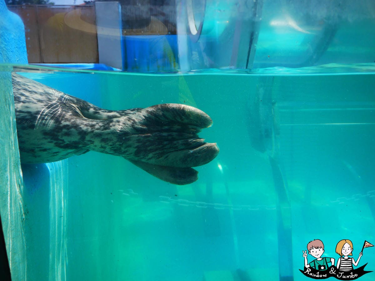2015日本北海道之旅|兒童天堂!!登別尼克斯海洋公園,看逛 P1080787.jpg