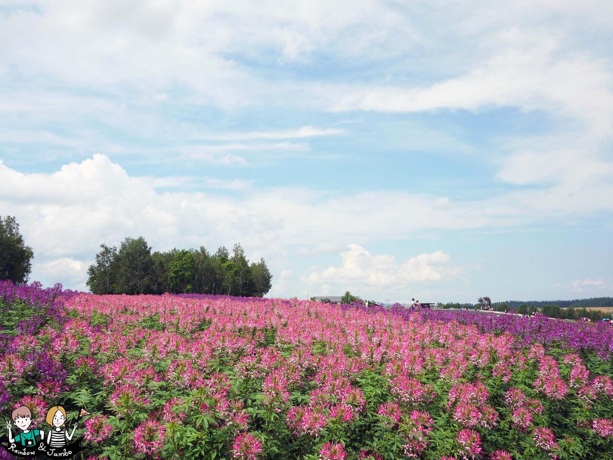 2015日本北海道之旅｜格蘭登飯店早餐&哈密瓜吃到飽&北海道