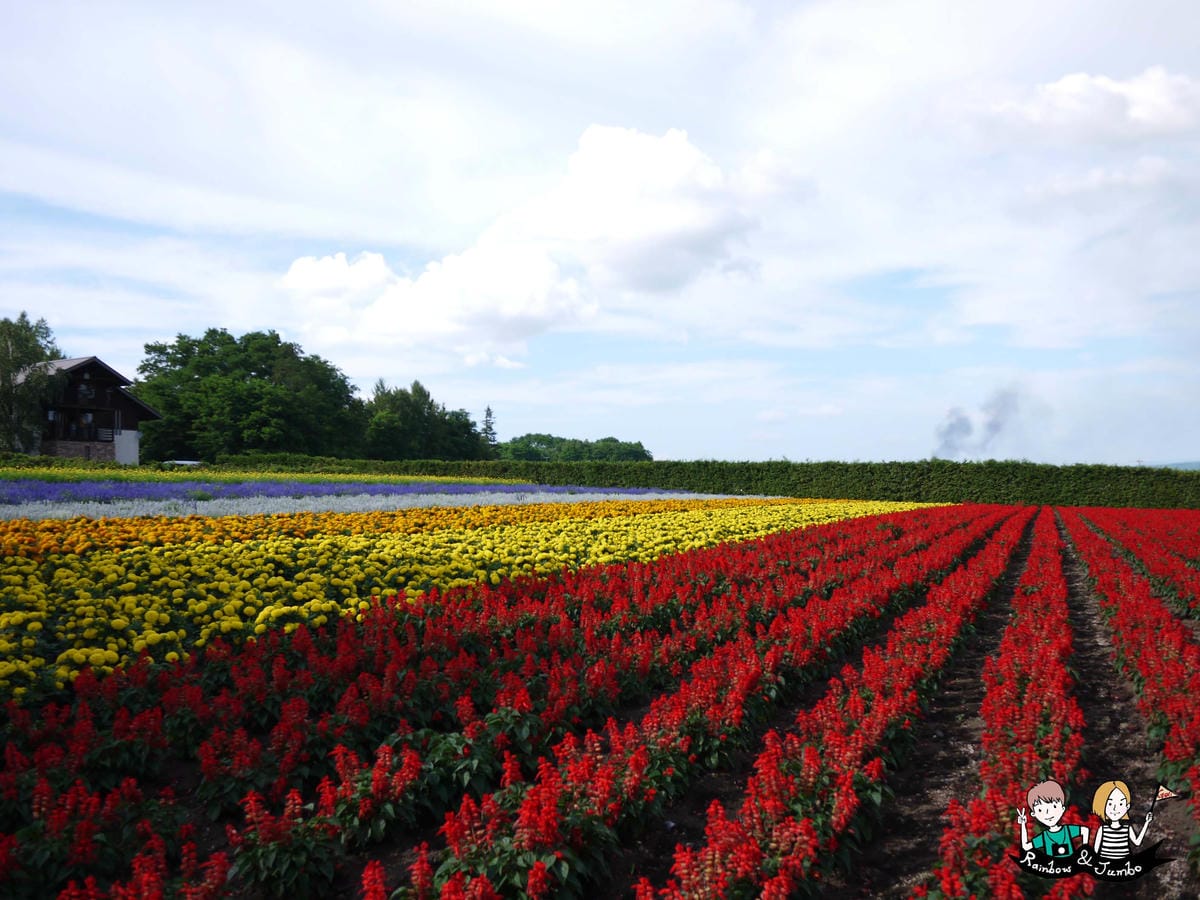 2015日本北海道之旅|富良野花田~薰衣草王國來啦|北海道富 2015日本北海道之旅|富良野花田~薰衣草王國來啦|北海道富