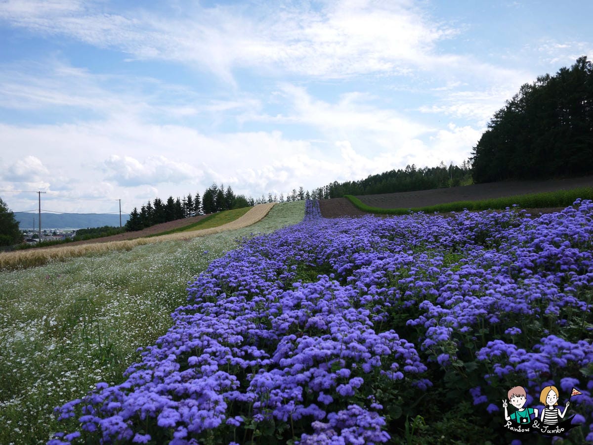 2015日本北海道之旅|富良野花田~薰衣草王國來啦|北海道富 2015日本北海道之旅|富良野花田~薰衣草王國來啦|北海道富