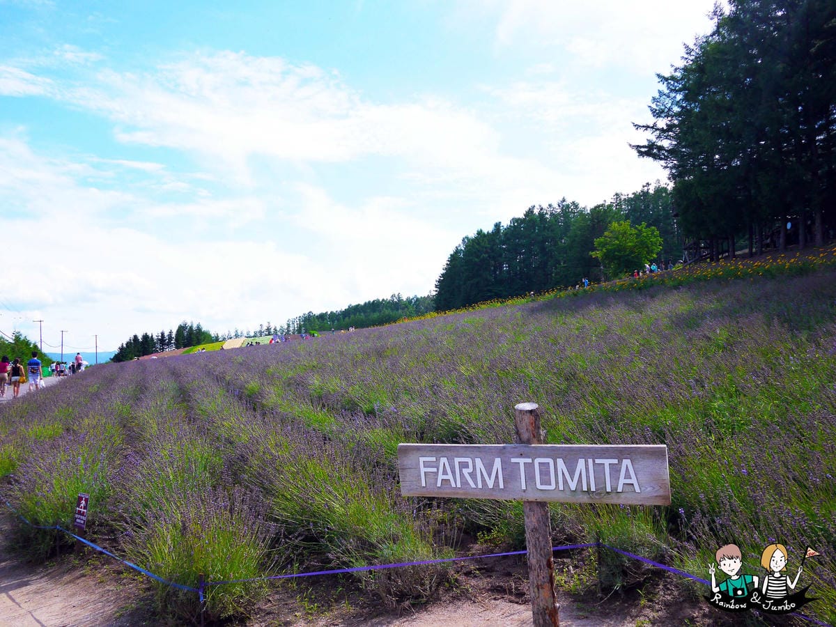 2015日本北海道之旅|富良野花田~薰衣草王國來啦|北海道富 2015日本北海道之旅|富良野花田~薰衣草王國來啦|北海道富