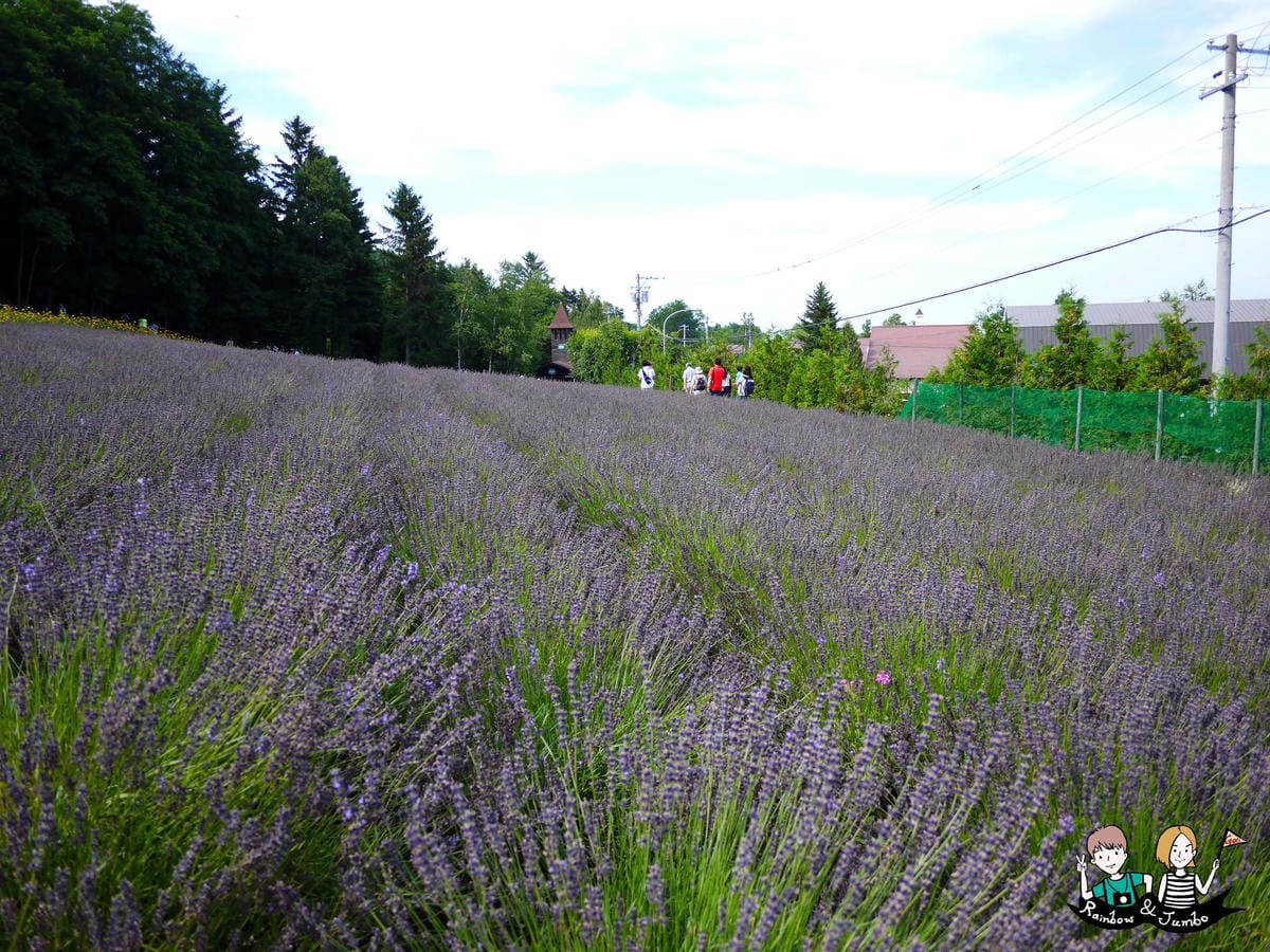 2015日本北海道之旅|富良野花田~薰衣草王國來啦|北海道富 2015日本北海道之旅|富良野花田~薰衣草王國來啦|北海道富