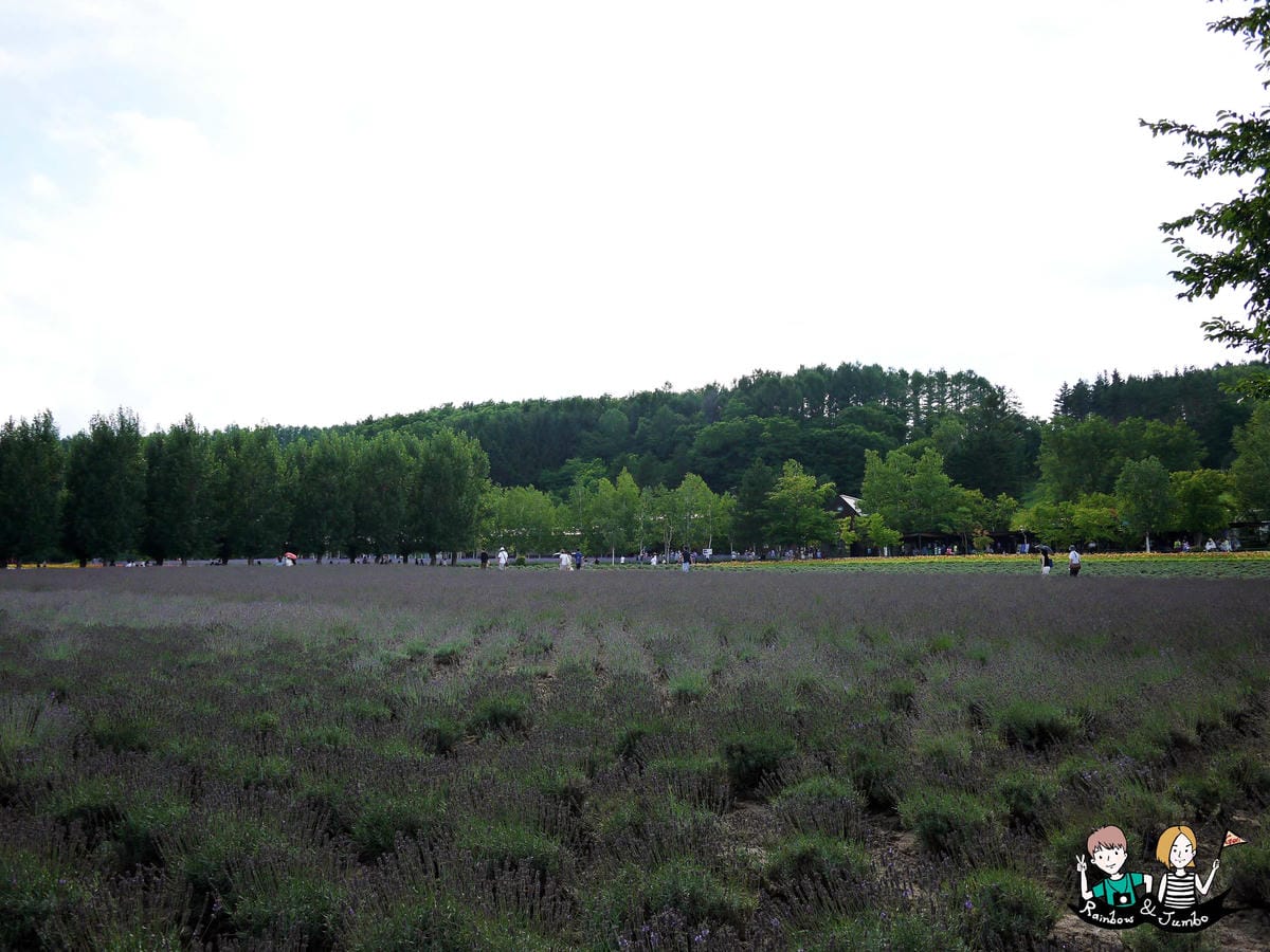 2015日本北海道之旅|富良野花田~薰衣草王國來啦|北海道富 2015日本北海道之旅|富良野花田~薰衣草王國來啦|北海道富