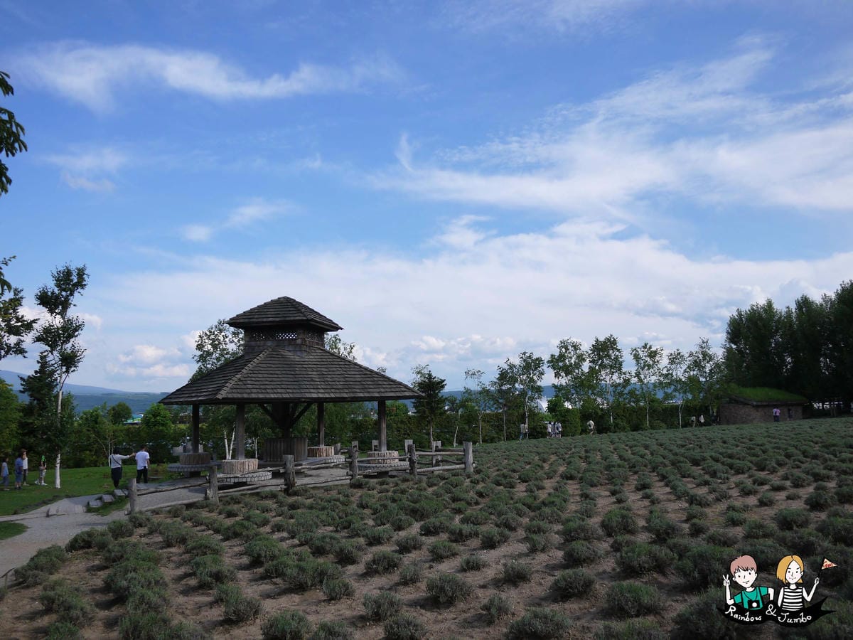 2015日本北海道之旅｜富良野花田~薰衣草王國來啦｜北海道富