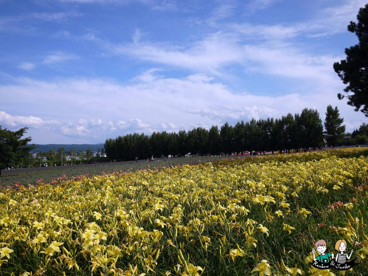 2015日本北海道之旅|富良野花田~薰衣草王國來啦|北海道富 2015日本北海道之旅|富良野花田~薰衣草王國來啦|北海道富