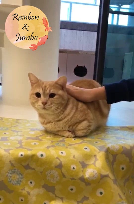 【宜蘭羅東|羅東景點】貓的生活提案咖啡廳Cats' Day, 【宜蘭羅東|羅東景點】貓的生活提案咖啡廳Cats' Day,