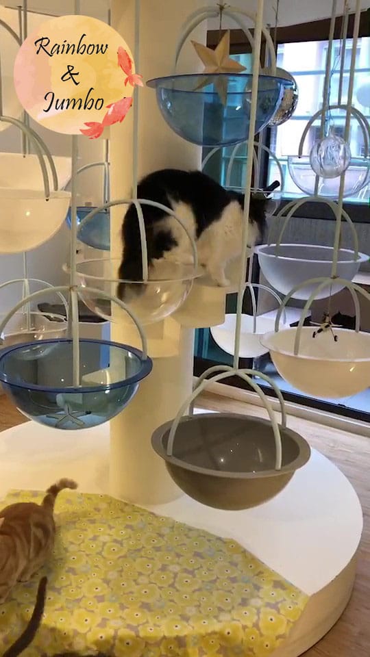 【宜蘭羅東|羅東景點】貓的生活提案咖啡廳Cats' Day, 【宜蘭羅東|羅東景點】貓的生活提案咖啡廳Cats' Day,