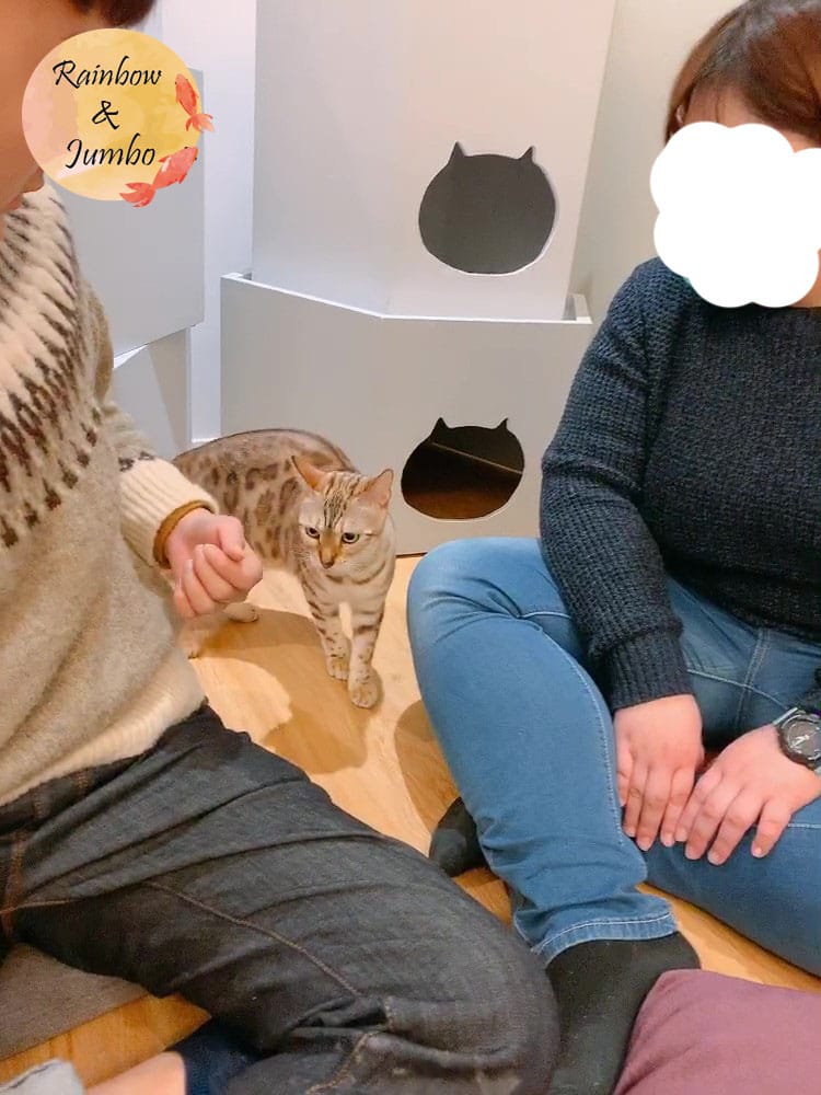 【宜蘭羅東|羅東景點】貓的生活提案咖啡廳Cats' Day, 【宜蘭羅東|羅東景點】貓的生活提案咖啡廳Cats' Day,