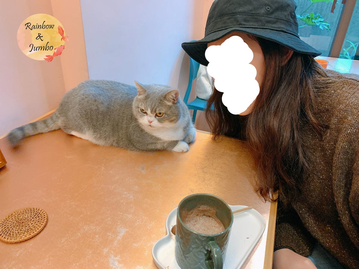 【宜蘭羅東|羅東景點】貓的生活提案咖啡廳Cats' Day, 【宜蘭羅東|羅東景點】貓的生活提案咖啡廳Cats' Day,