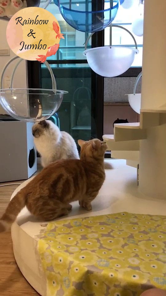 【宜蘭羅東|羅東景點】貓的生活提案咖啡廳Cats' Day, 【宜蘭羅東|羅東景點】貓的生活提案咖啡廳Cats' Day,