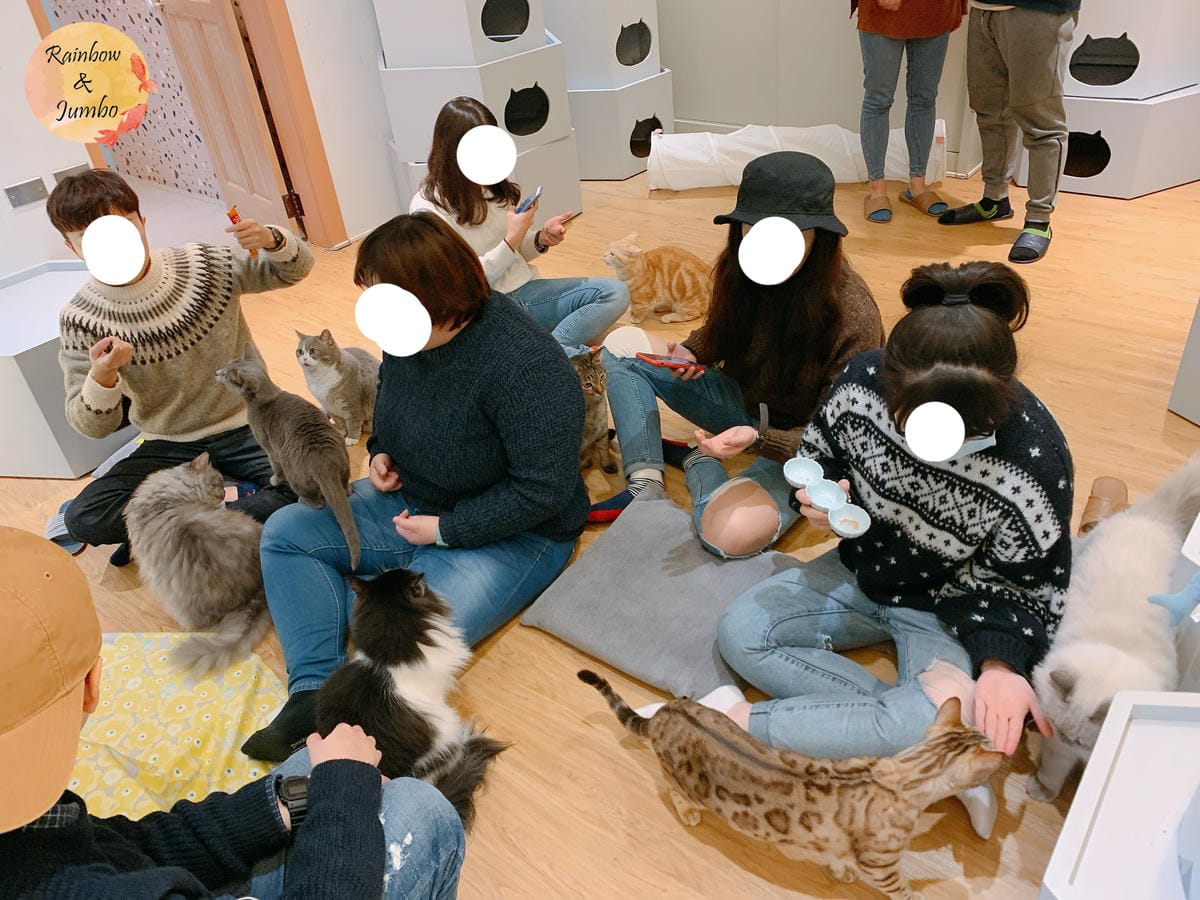 【宜蘭羅東|羅東景點】貓的生活提案咖啡廳Cats' Day, 【宜蘭羅東|羅東景點】貓的生活提案咖啡廳Cats' Day,