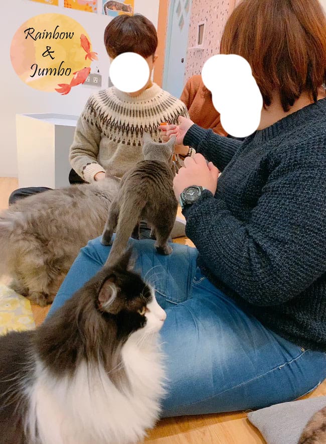 【宜蘭羅東|羅東景點】貓的生活提案咖啡廳Cats' Day, 【宜蘭羅東|羅東景點】貓的生活提案咖啡廳Cats' Day,