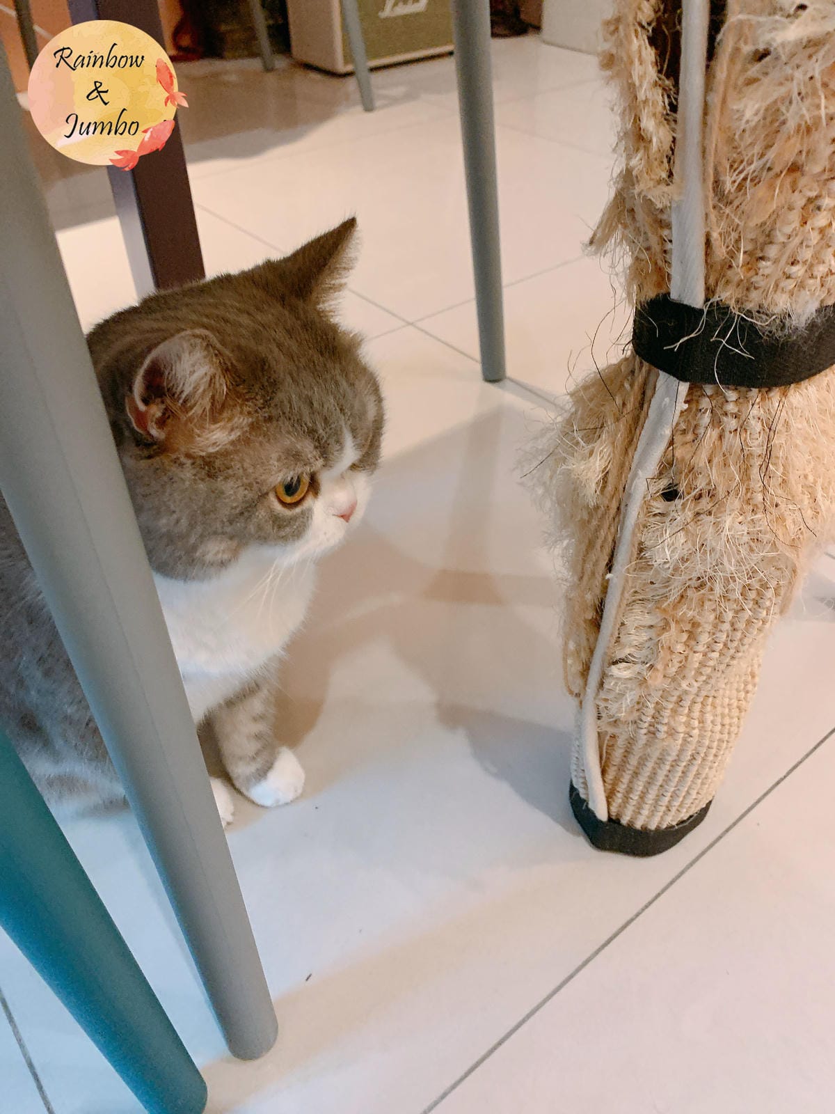【宜蘭羅東|羅東景點】貓的生活提案咖啡廳Cats' Day, 【宜蘭羅東|羅東景點】貓的生活提案咖啡廳Cats' Day,