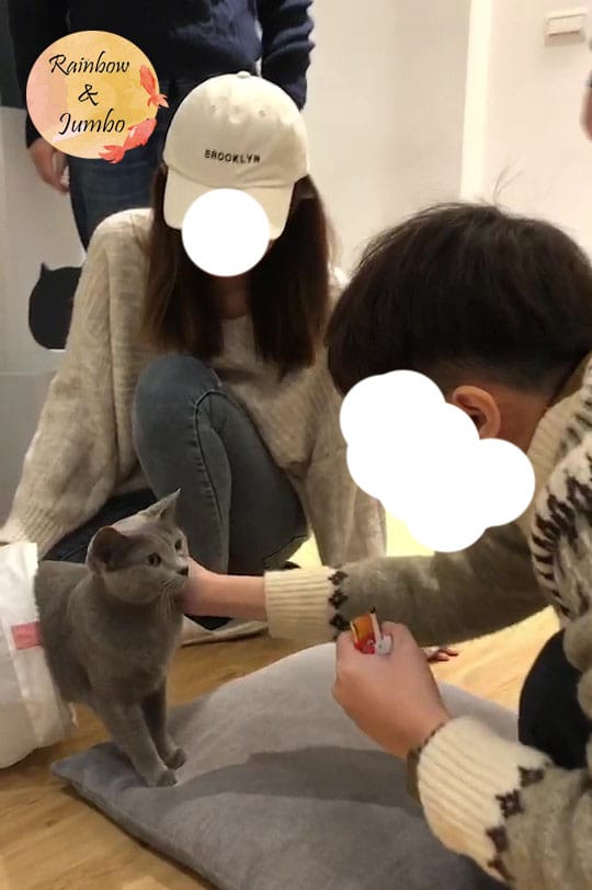 【宜蘭羅東|羅東景點】貓的生活提案咖啡廳Cats' Day, 【宜蘭羅東|羅東景點】貓的生活提案咖啡廳Cats' Day,