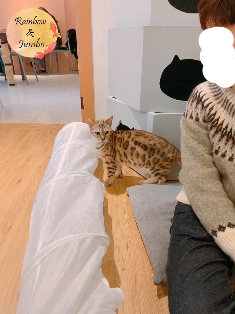 【宜蘭羅東|羅東景點】貓的生活提案咖啡廳Cats' Day, 【宜蘭羅東|羅東景點】貓的生活提案咖啡廳Cats' Day,