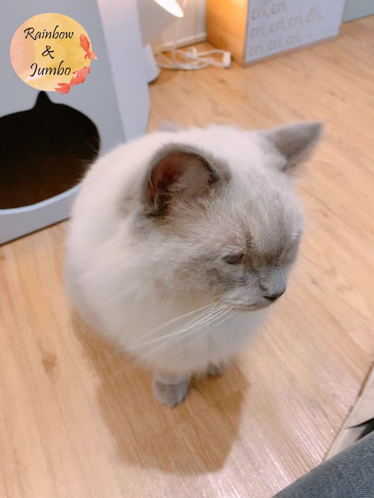 【宜蘭羅東|羅東景點】貓的生活提案咖啡廳Cats' Day, 【宜蘭羅東|羅東景點】貓的生活提案咖啡廳Cats' Day,