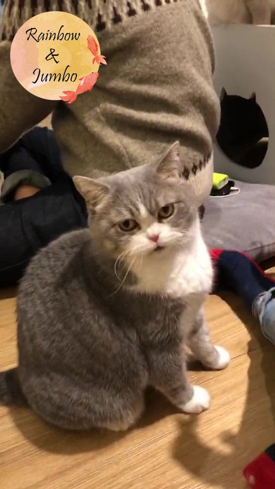 【宜蘭羅東|羅東景點】貓的生活提案咖啡廳Cats' Day, 【宜蘭羅東|羅東景點】貓的生活提案咖啡廳Cats' Day,