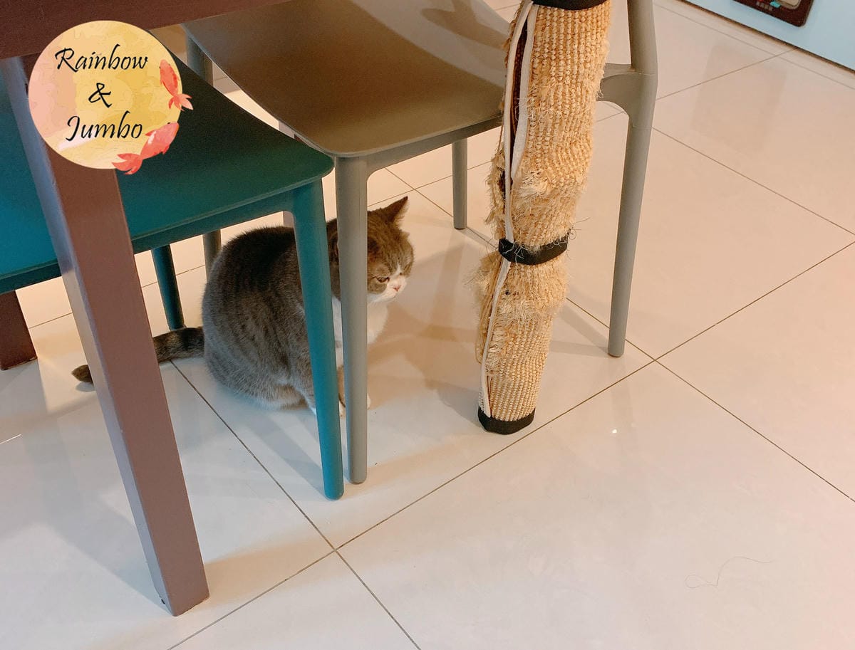【宜蘭羅東|羅東景點】貓的生活提案咖啡廳Cats' Day, 【宜蘭羅東|羅東景點】貓的生活提案咖啡廳Cats' Day,