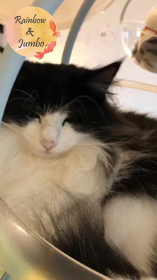 【宜蘭羅東|羅東景點】貓的生活提案咖啡廳Cats' Day, 【宜蘭羅東|羅東景點】貓的生活提案咖啡廳Cats' Day,