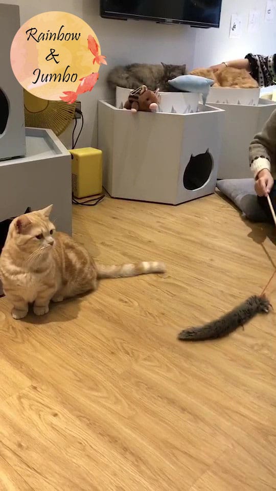 【宜蘭羅東|羅東景點】貓的生活提案咖啡廳Cats' Day, 【宜蘭羅東|羅東景點】貓的生活提案咖啡廳Cats' Day,