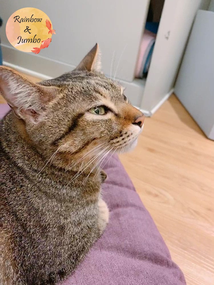 【宜蘭羅東|羅東景點】貓的生活提案咖啡廳Cats' Day, 【宜蘭羅東|羅東景點】貓的生活提案咖啡廳Cats' Day,