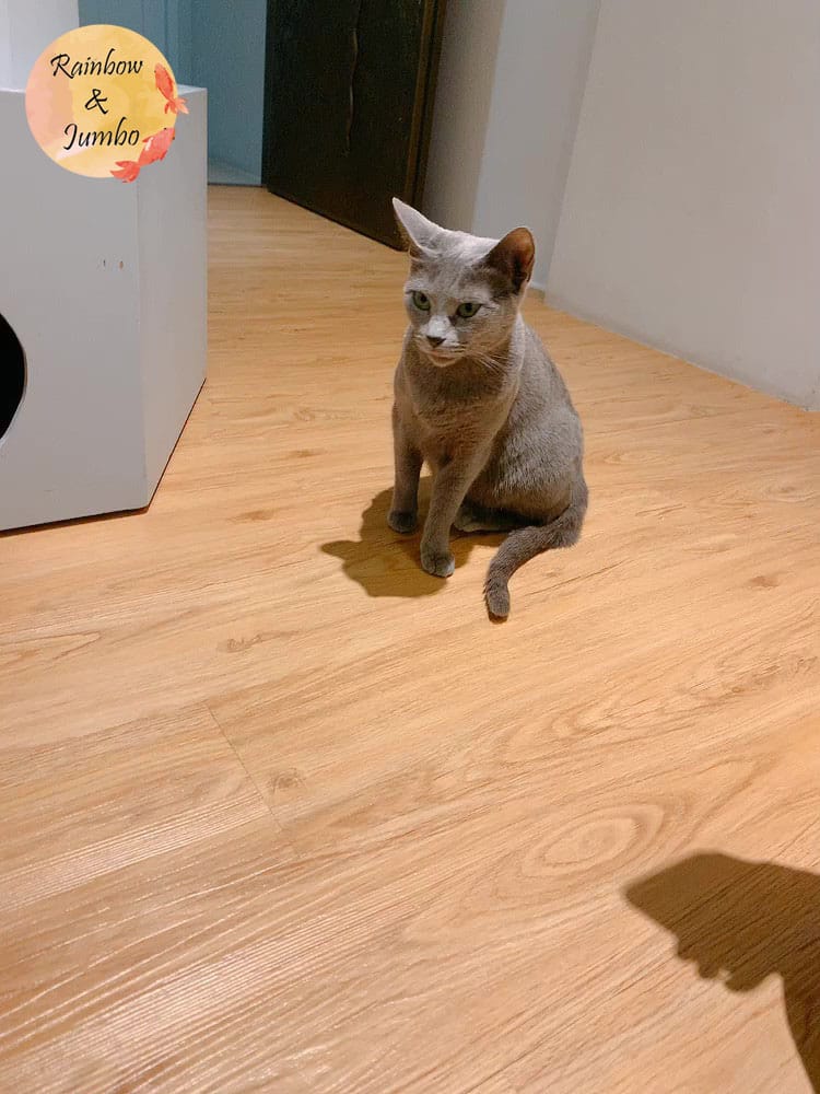 【宜蘭羅東|羅東景點】貓的生活提案咖啡廳Cats' Day, 【宜蘭羅東|羅東景點】貓的生活提案咖啡廳Cats' Day,