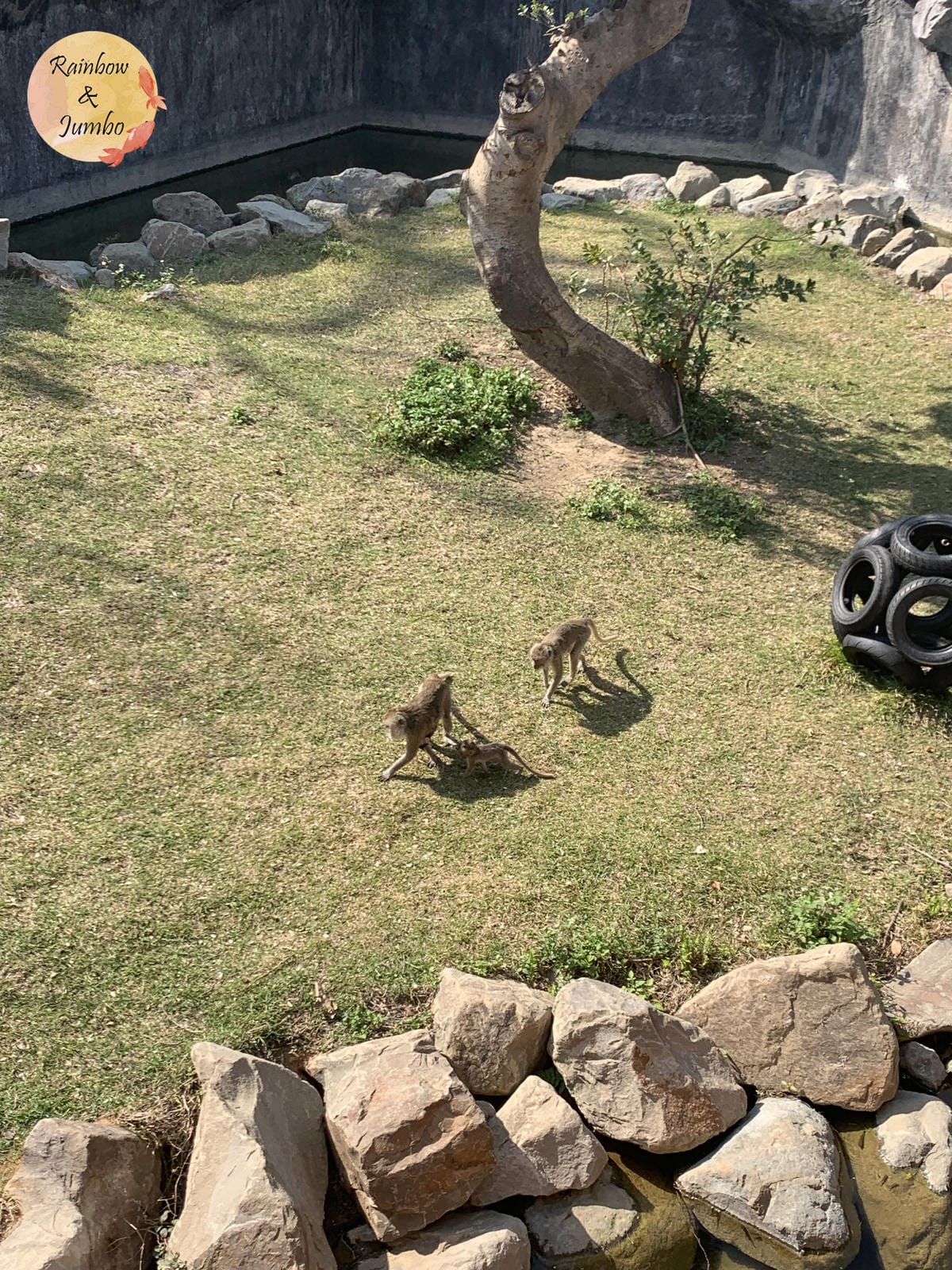 【不專業食記】新竹東區|新竹市立動物園及森林食堂/森林野餐, 【不專業食記】新竹東區|新竹市立動物園及森林食堂/森林野餐,