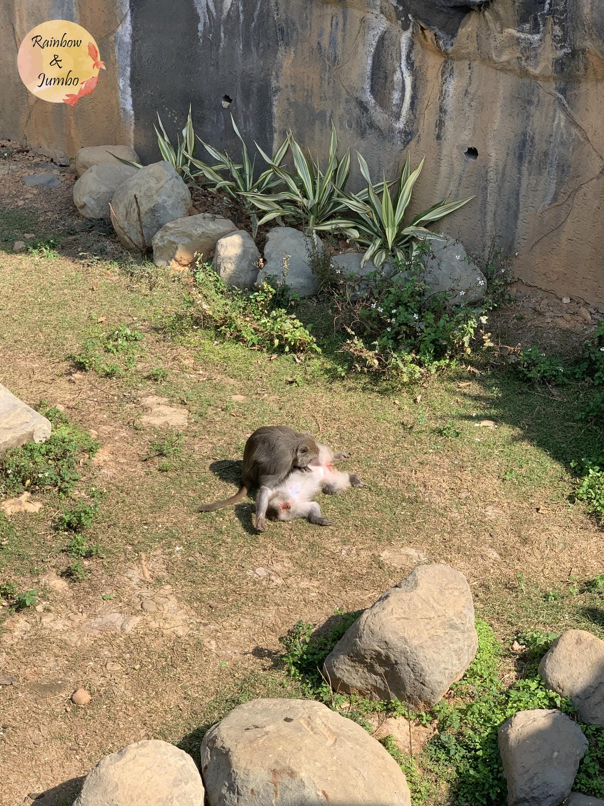 【不專業食記】新竹東區|新竹市立動物園及森林食堂/森林野餐, 【不專業食記】新竹東區|新竹市立動物園及森林食堂/森林野餐,
