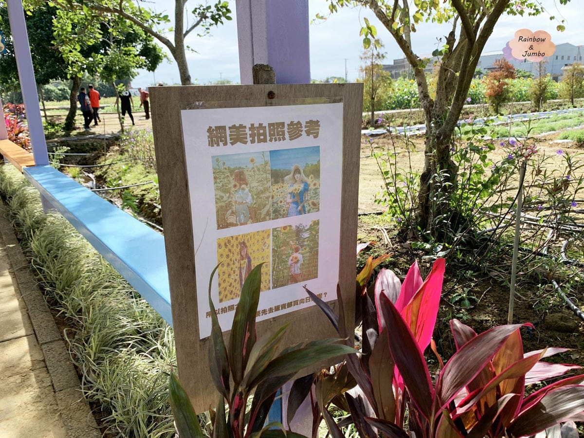【桃園旅遊|桃園觀音】向陽農場|親子旅遊好地點,打卡向日葵花 【桃園旅遊|桃園觀音】向陽農場|親子旅遊好地點,打卡向日葵花