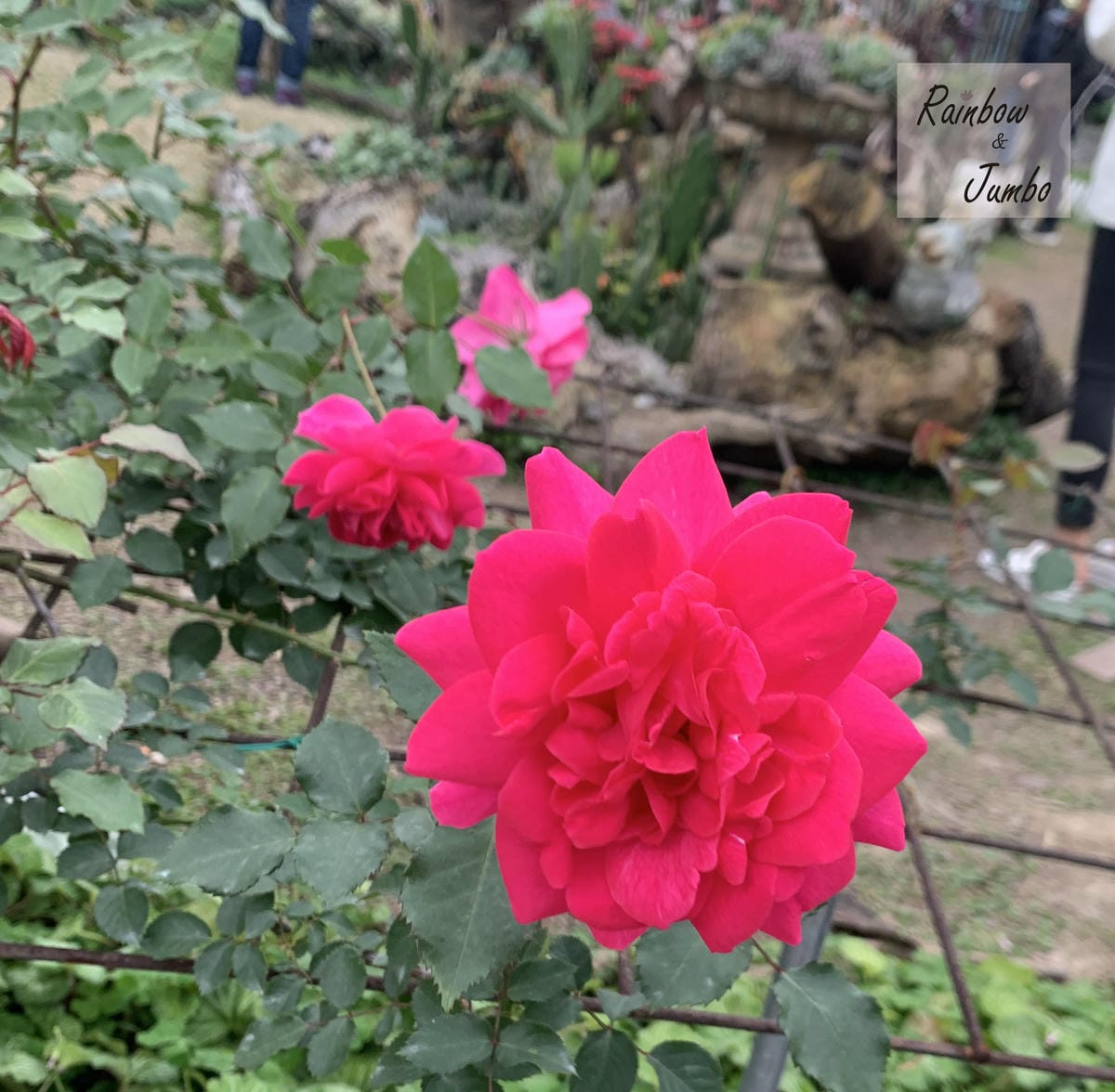 【台北中山|台北景點】花博新生園區台北玫瑰園~2022台北玫 【台北中山|台北景點】花博新生園區台北玫瑰園~2022台北玫