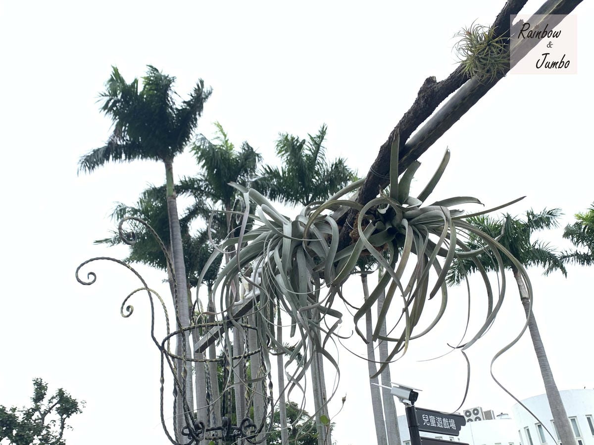 【台北中山|台北景點】花博新生園區台北玫瑰園~2022台北玫 【台北中山|台北景點】花博新生園區台北玫瑰園~2022台北玫