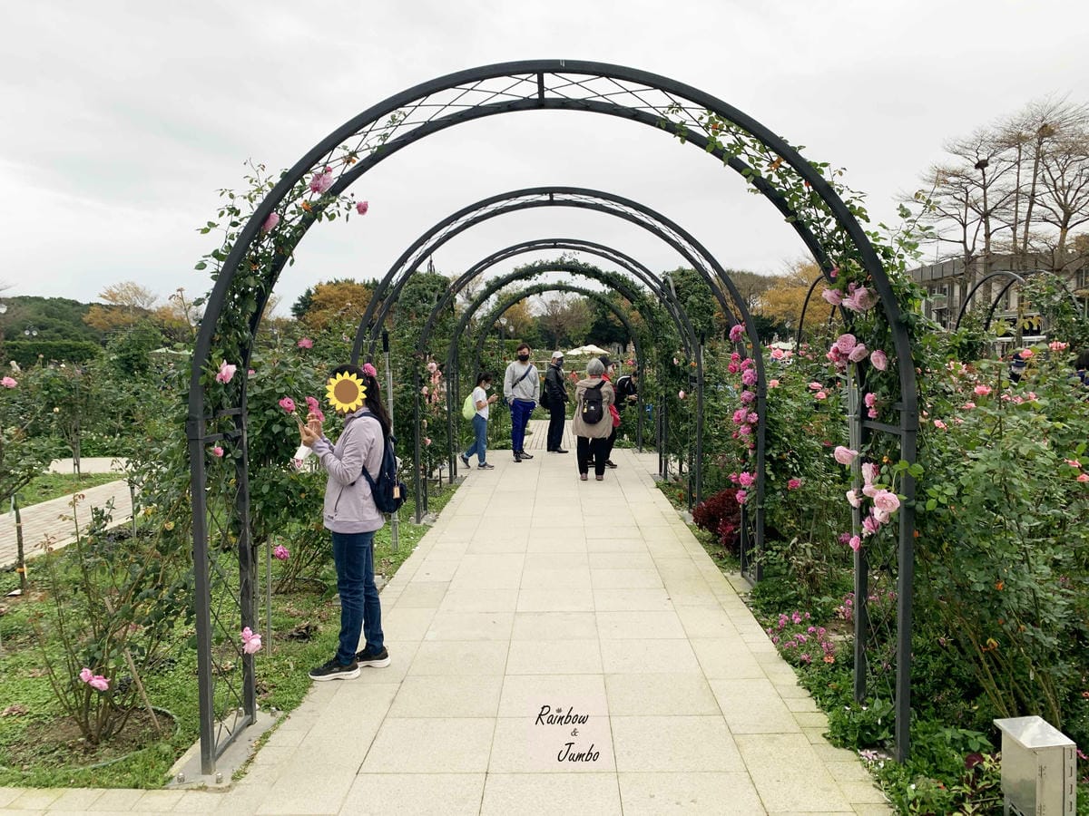 【台北中山|台北景點】花博新生園區台北玫瑰園~2022台北玫 【台北中山|台北景點】花博新生園區台北玫瑰園~2022台北玫