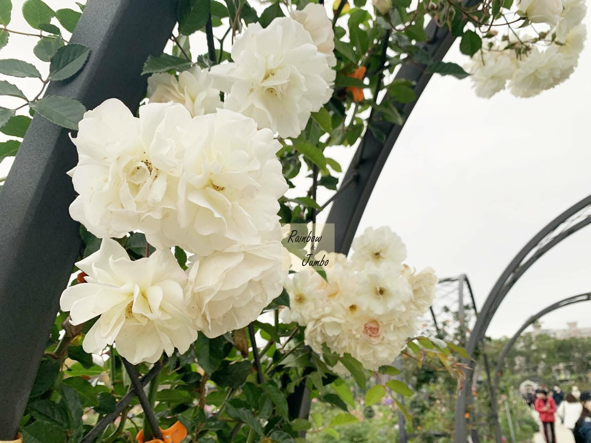 【台北中山|台北景點】花博新生園區台北玫瑰園~2022台北玫 【台北中山|台北景點】花博新生園區台北玫瑰園~2022台北玫