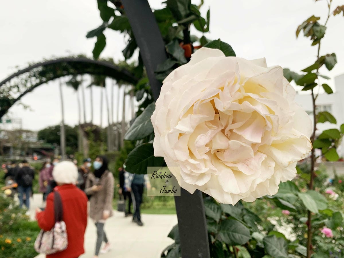 【台北中山|台北景點】花博新生園區台北玫瑰園~2022台北玫 【台北中山|台北景點】花博新生園區台北玫瑰園~2022台北玫