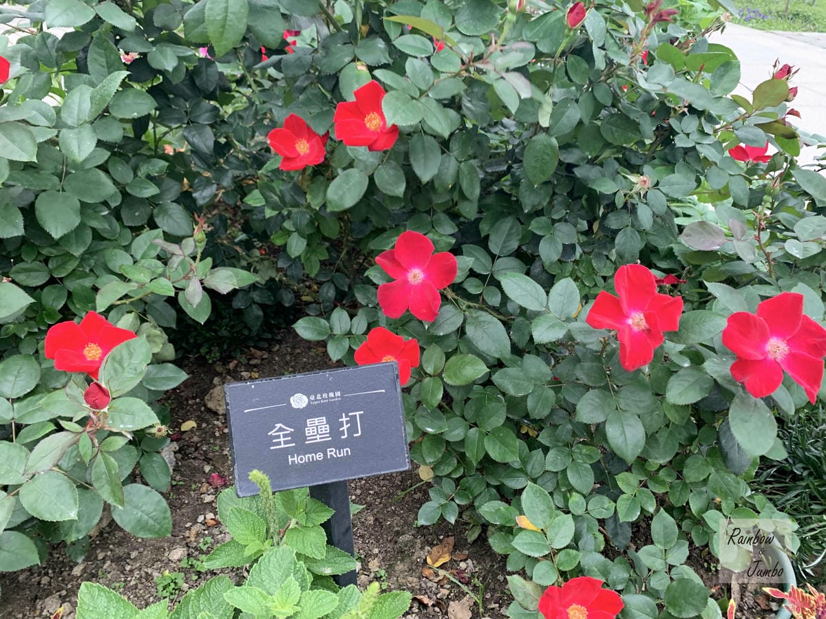 【台北中山|台北景點】花博新生園區台北玫瑰園~2022台北玫 【台北中山|台北景點】花博新生園區台北玫瑰園~2022台北玫