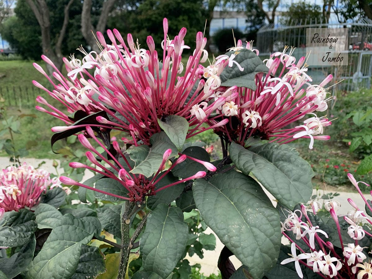 【台北中山|台北景點】花博新生園區台北玫瑰園~2022台北玫 【台北中山|台北景點】花博新生園區台北玫瑰園~2022台北玫