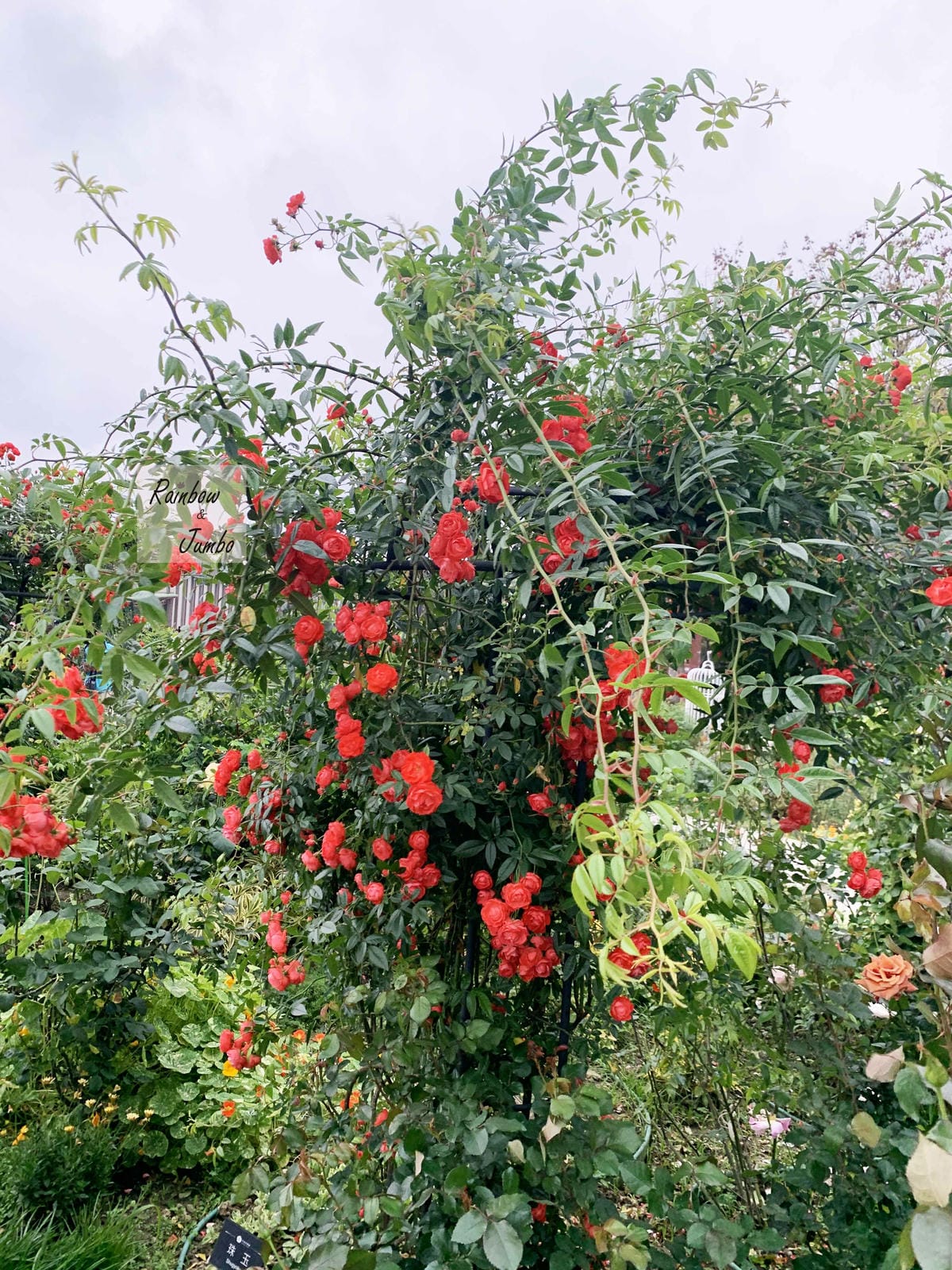 【台北中山|台北景點】花博新生園區台北玫瑰園~2022台北玫 【台北中山|台北景點】花博新生園區台北玫瑰園~2022台北玫