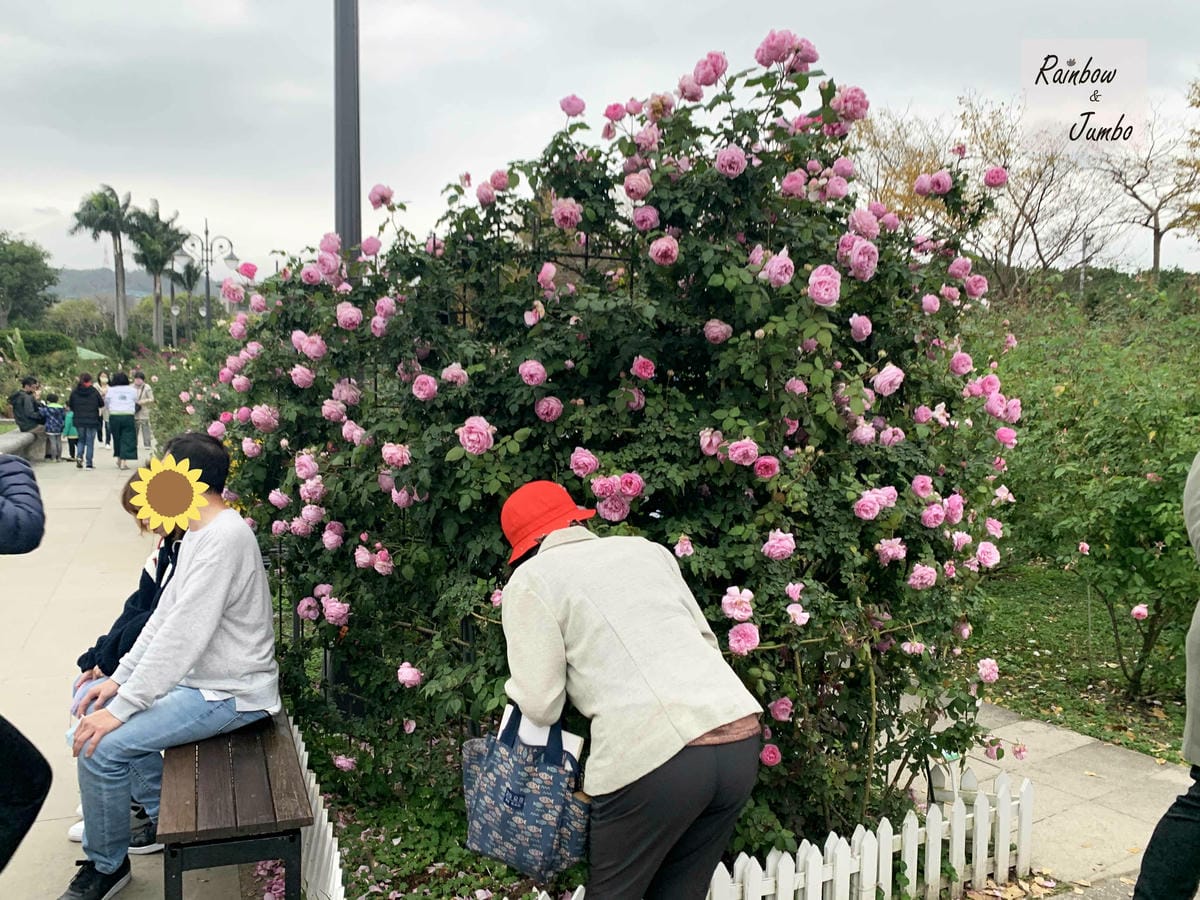 【台北中山|台北景點】花博新生園區台北玫瑰園~2022台北玫 【台北中山|台北景點】花博新生園區台北玫瑰園~2022台北玫