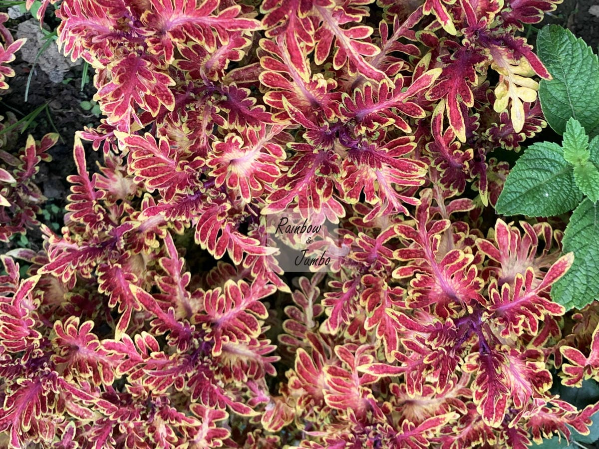 【台北中山|台北景點】花博新生園區台北玫瑰園~2022台北玫 【台北中山|台北景點】花博新生園區台北玫瑰園~2022台北玫