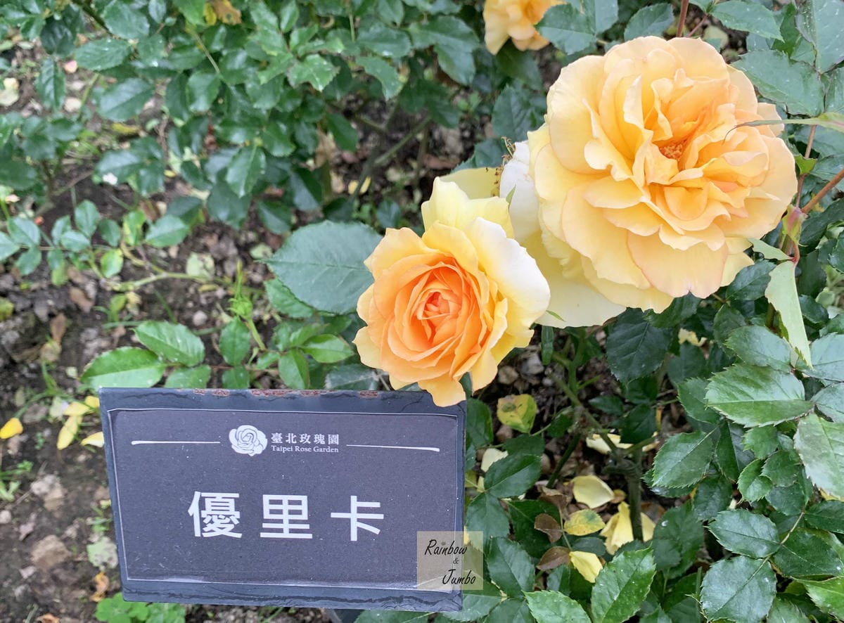 【台北中山|台北景點】花博新生園區台北玫瑰園~2022台北玫 【台北中山|台北景點】花博新生園區台北玫瑰園~2022台北玫