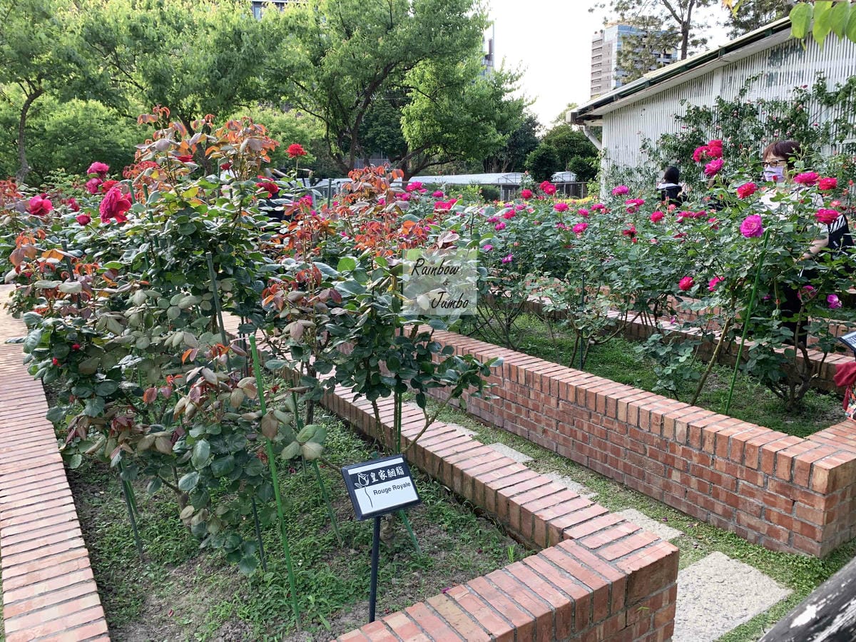 【台北士林｜台北景點】士林官邸玫瑰季～花季一發接一發，玫瑰開