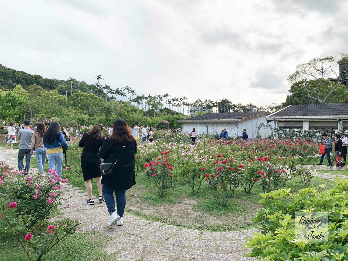 【台北士林｜台北景點】士林官邸玫瑰季～花季一發接一發，玫瑰開