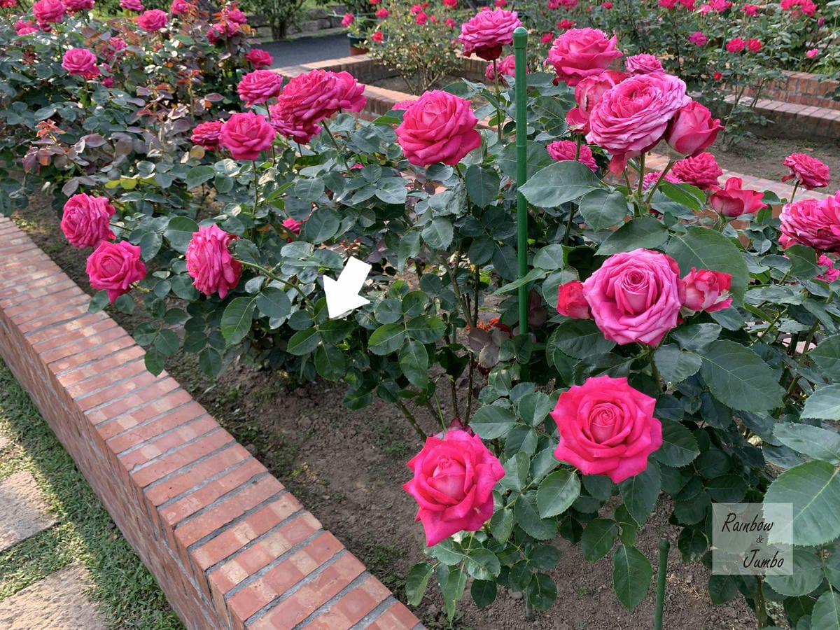 【台北士林｜台北景點】士林官邸玫瑰季～花季一發接一發，玫瑰開