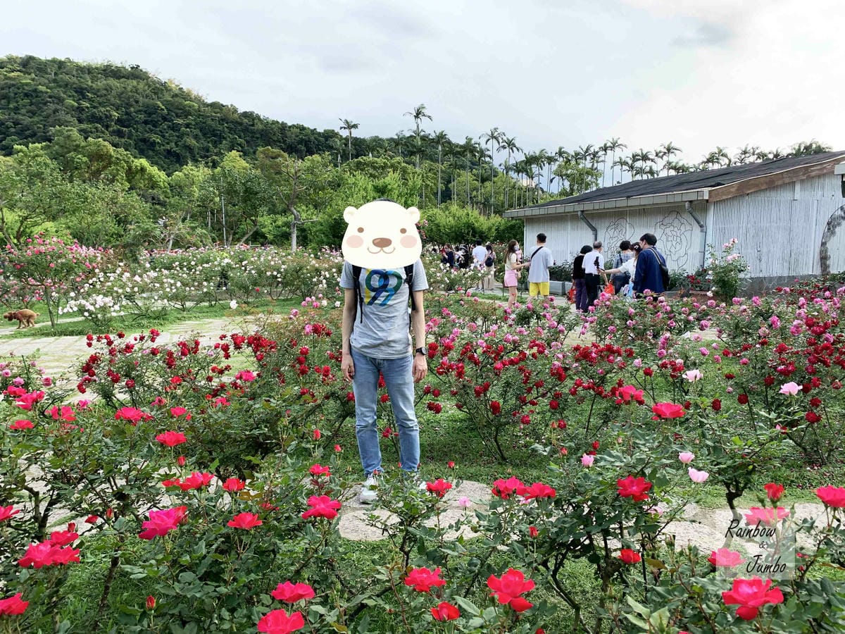 【台北士林｜台北景點】士林官邸玫瑰季～花季一發接一發，玫瑰開