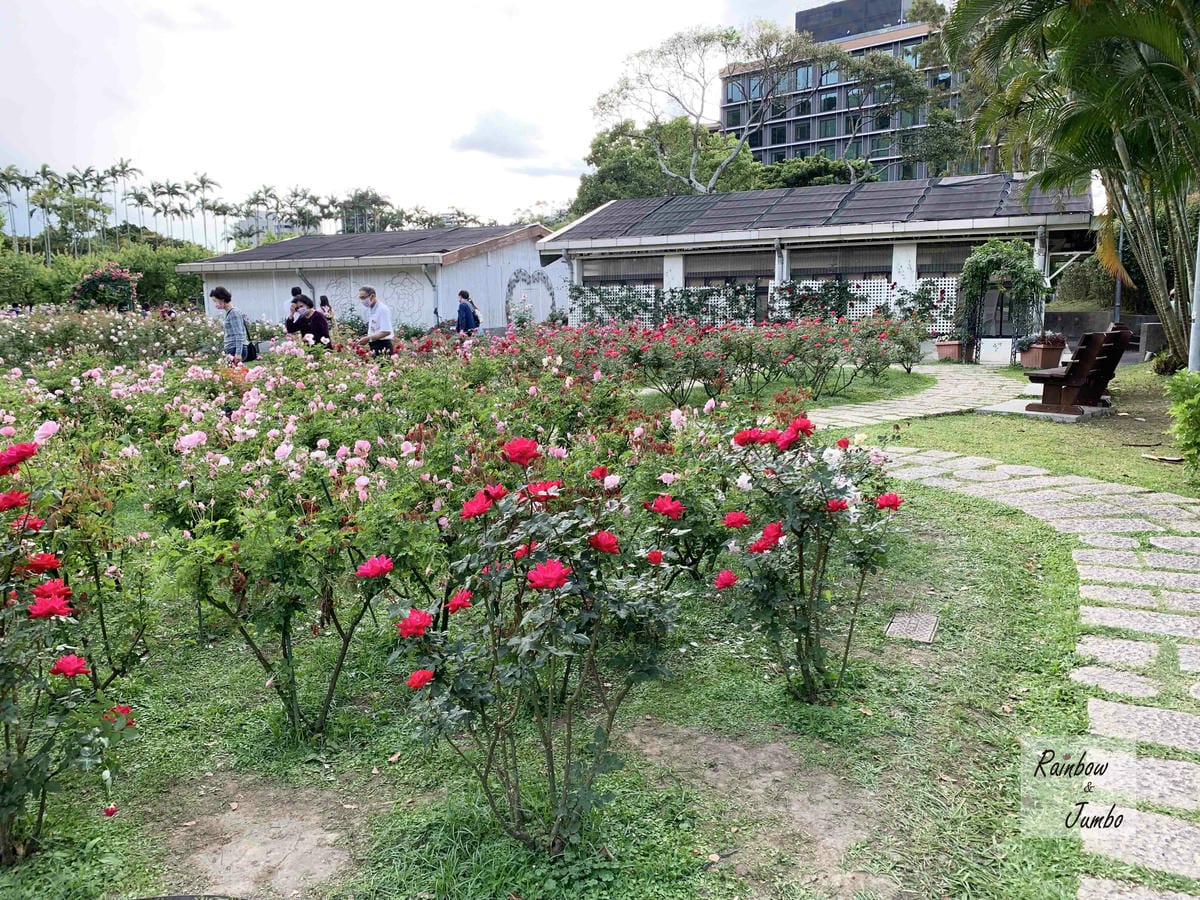 【台北士林｜台北景點】士林官邸玫瑰季～花季一發接一發，玫瑰開