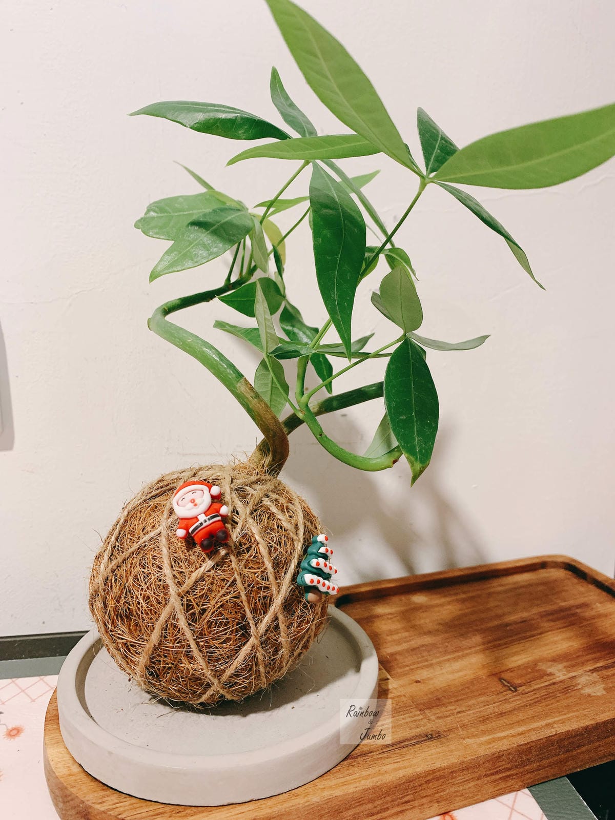【生活x手做】手作體驗活動|CLING植琢|水苔球手作|馬拉 【生活x手做】手作體驗活動|CLING植琢|水苔球手作|馬拉