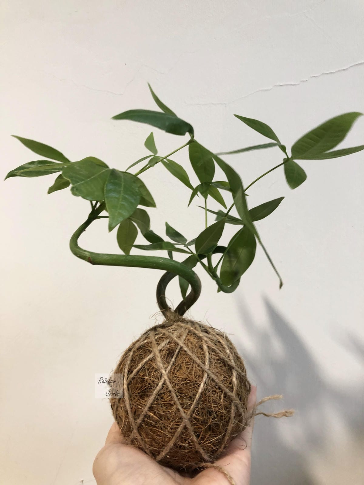 【生活x手做】手作體驗活動|CLING植琢|水苔球手作|馬拉 【生活x手做】手作體驗活動|CLING植琢|水苔球手作|馬拉