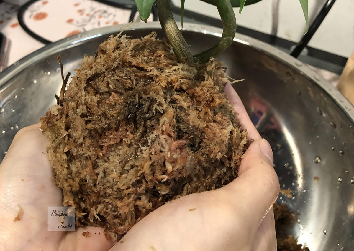 【生活x手做】手作體驗活動|CLING植琢|水苔球手作|馬拉 【生活x手做】手作體驗活動|CLING植琢|水苔球手作|馬拉