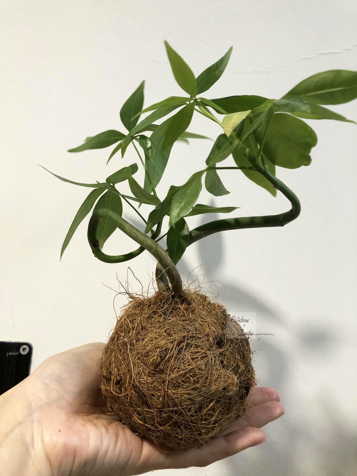 【生活x手做】手作體驗活動|CLING植琢|水苔球手作|馬拉 【生活x手做】手作體驗活動|CLING植琢|水苔球手作|馬拉