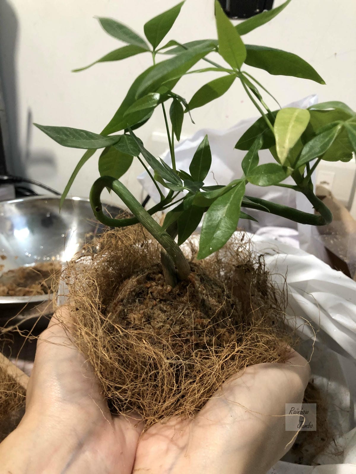 【生活x手做】手作體驗活動|CLING植琢|水苔球手作|馬拉 【生活x手做】手作體驗活動|CLING植琢|水苔球手作|馬拉